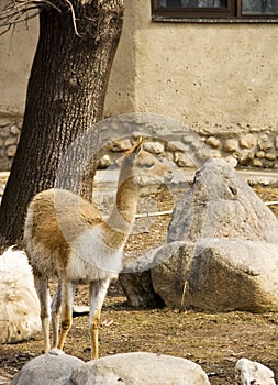 Lama Guanaco
