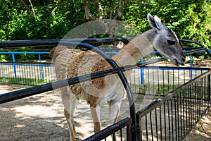 Lama guanaco Lama guanicoe