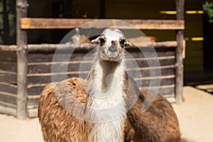 Lama guanaco, llama, Lama glama on the farm background