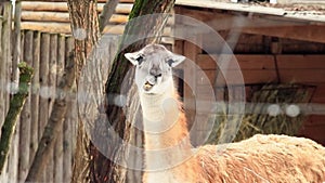 Lama guanaco. The muzzle of a beautiful herbivore