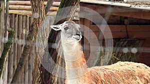 Lama guanaco. The muzzle of a beautiful herbivore