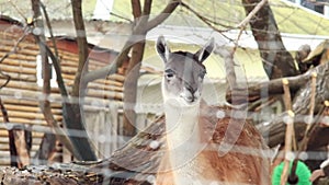 Lama guanaco. The muzzle of a beautiful herbivore