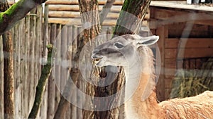 Lama guanaco. The muzzle of a beautiful herbivore