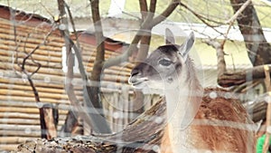 Lama guanaco. The muzzle of a beautiful herbivore