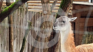 Lama guanaco. The muzzle of a beautiful herbivore