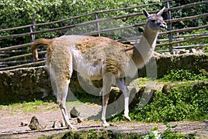 Lama gum alpaca artiodactyl mammal eyelashes