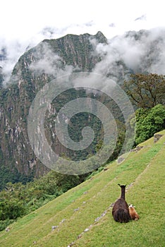 A lama and her calf in Machu Pichu