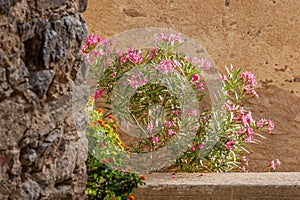 Lama, a hilltop town nestled in the mountains. Balagne,Corsica, France. Lama, a picturesque hillside village in Balagne, Corsica