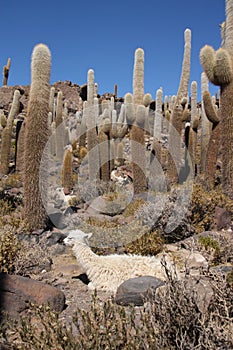 Lama in Huge Cactuses, Isla del Pescado, Salar de Uyuni