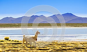 Lama by lagoon in Altiplano of bolivia