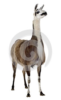 Lama - Lama glama photo