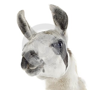 Lama - Lama glama