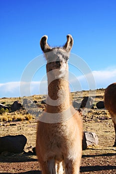 Lama llama in Puno, Peru photo