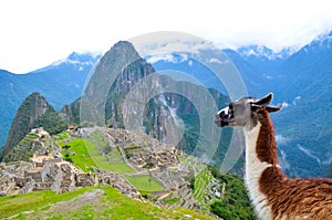 Lama looking at Machu Picchu Peru