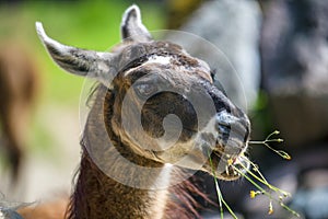 Lama looks into the camera and eats grass. Close-up portrait of a llama chewing grass.