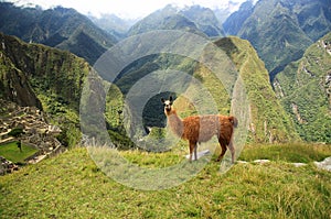 Lama in Macchu Picchu, Peru, South America