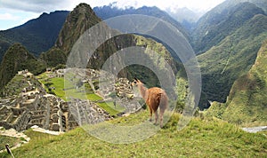 Lama in Macchu Picchu, Peru, South America