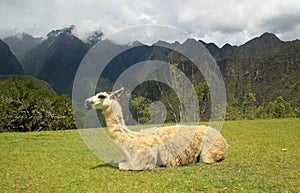 Lama in Macchu Picchu, Peru, South America