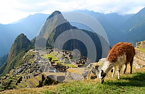 Lama And Machu Picchu