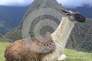 Lama Machu Picchu.