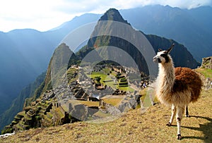 Lama And Machu Picchu photo