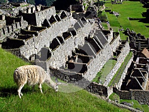 Lama in Machu Picchu in Andes mountains, Peru, South America