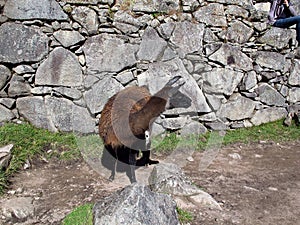 Lama in Machu Picchu in Andes mountains, Peru, South America