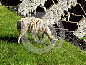 Lama in Machu Picchu in Andes mountains, Peru, South America