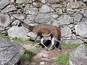 Lama in Machu Picchu in Andes mountains, Peru, South America