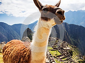Lama at Machu Picchu, Incas ruins in the peruvian
