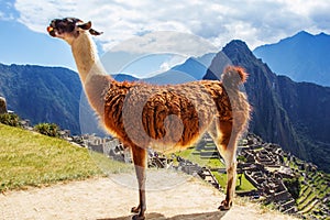 Lama at Machu Picchu, Incas ruins in the peruvian Andes at Cuzco Peru