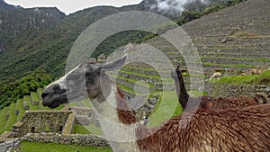 Lama on Machu Picchu, Peru