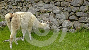 Lama on Machu Picchu, Peru