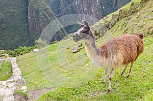 Lama in Machu Picchu Peru