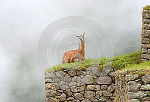 Lama in Machu Picchu , Peru.