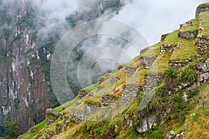 Lama in Machu Picchu , Peru.