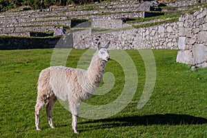 Lama at Machu Picchu ruins