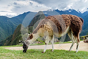 Lama at Machu Picchu ruins