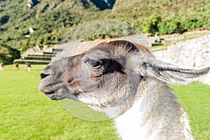 Lama at Machu Picchu ruins