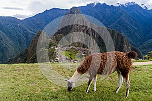 Lama at Machu Picchu ruins