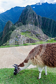 Lama at Machu Picchu ruins