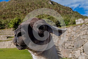 Lama at Machu Picchu ruins