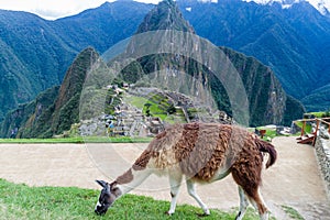 Lama at Machu Picchu ruins