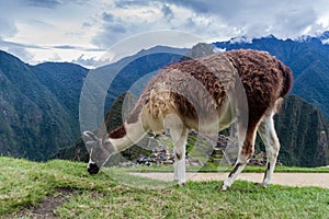 Lama at Machu Picchu ruins