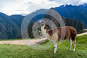 Lama at Machu Picchu ruins