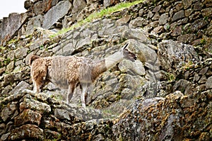 Lama in Machu Picchu , UNESCO World Heritage Site