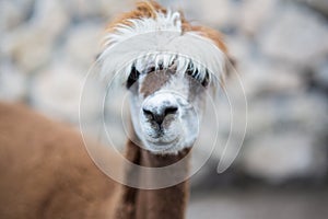 Lama with a magnificent hairstyle created by nature