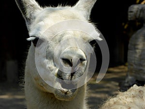 A lama pacos's funny look