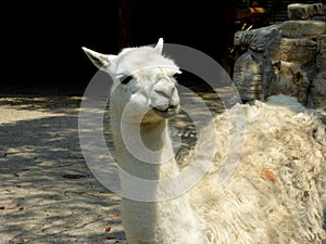 A lama pacos standing and thinking