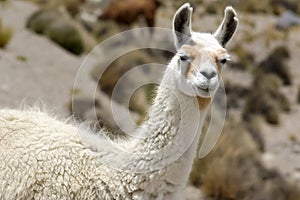 Lama, Peru